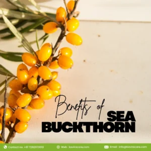 Sea Buckthorn Benefits